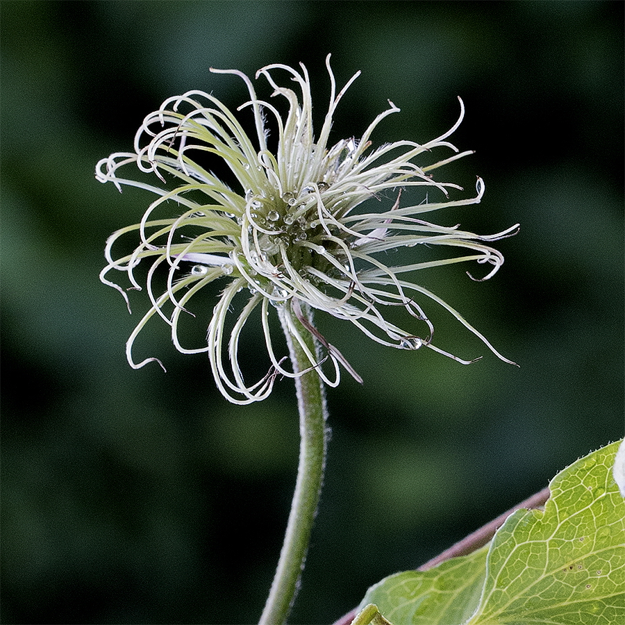 A! Blume 20150804_0255 als Smartobjekt-1 Kopie.jpg